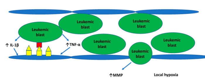 Hyperleuko-Jan 2025 (4).png