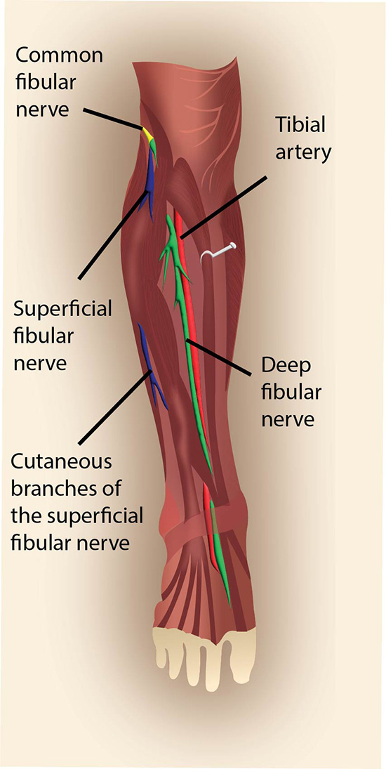 Illustration 2 -part 1 -deep peroneal nerve leg.jpg