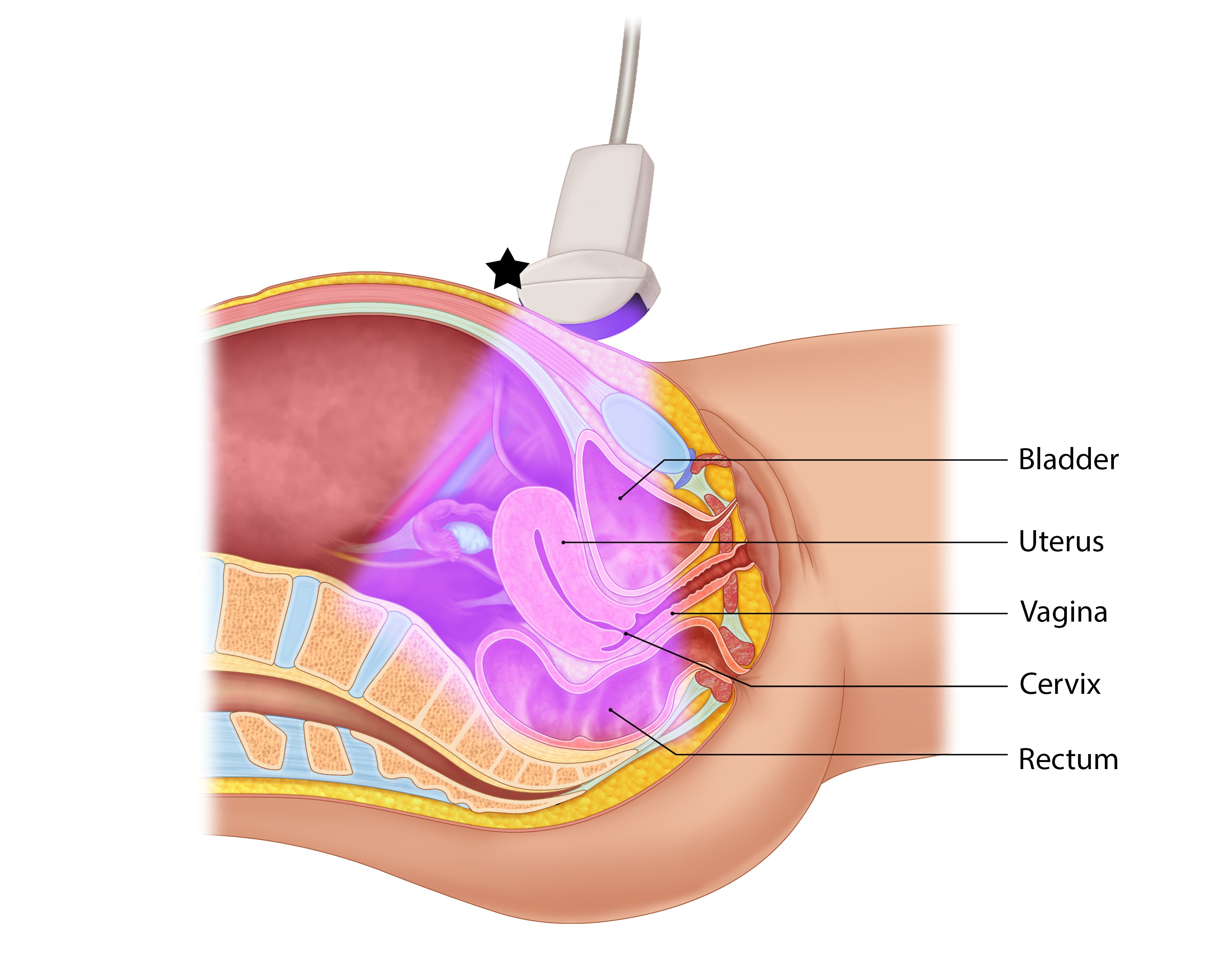 Illustration 5- Sagittal anatomy.jpg