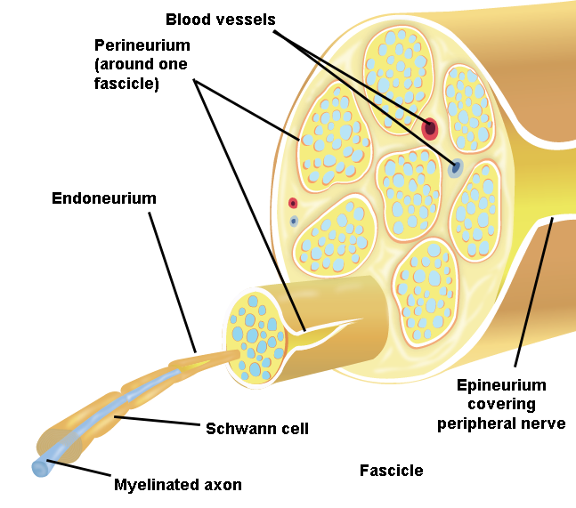 Illustration 1. Anatomy of Peripheral Nerve.png