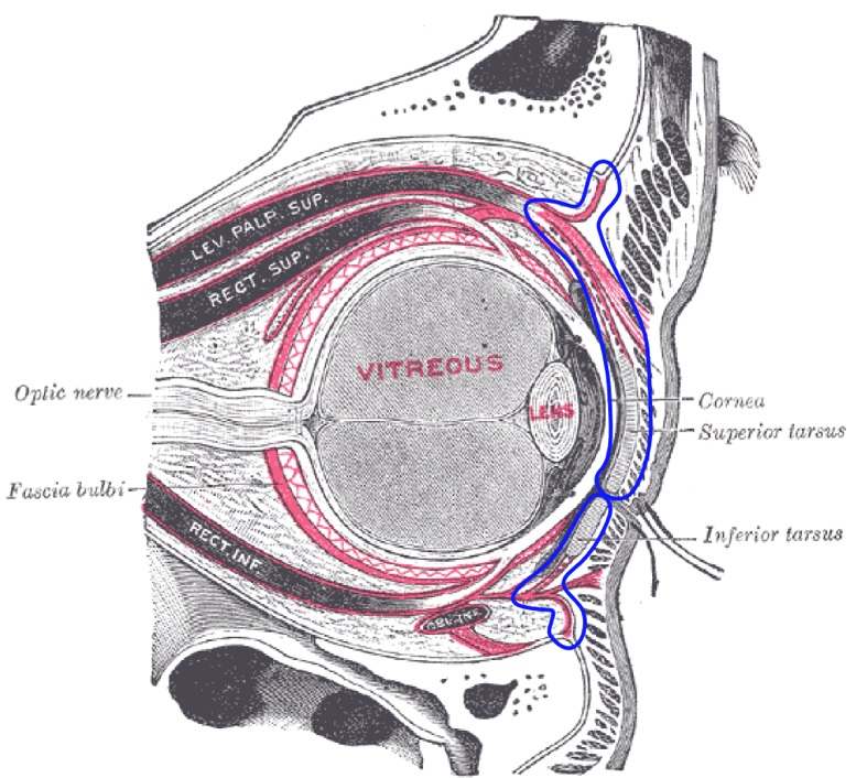 FIG 9 Septum Figure.png