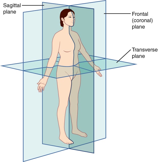 Illustration 3-Spatial orientation and imaging planes.jpg