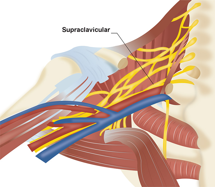 Illustration 2. Supraclavicular fossa.jpg