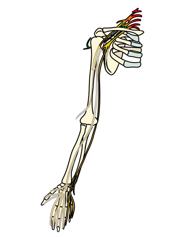 Illustration 2. Course of ulnar nerve.jpg