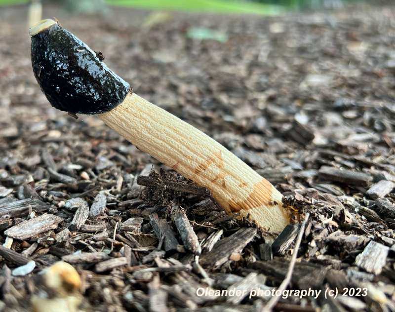 Stinky Horn 2 signed800x632.jpg