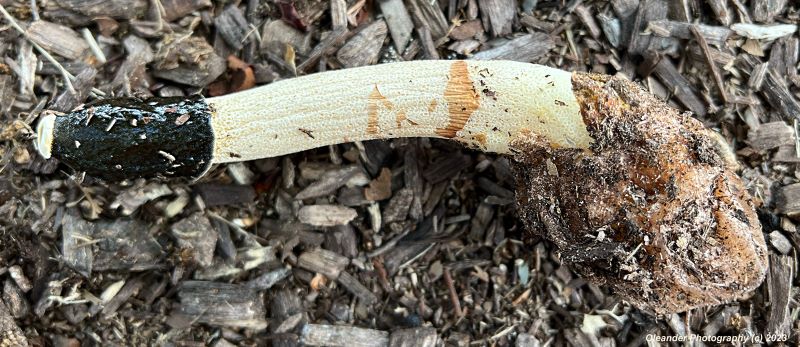 Stinky Horn with Cup signed 1_800x495.jpg