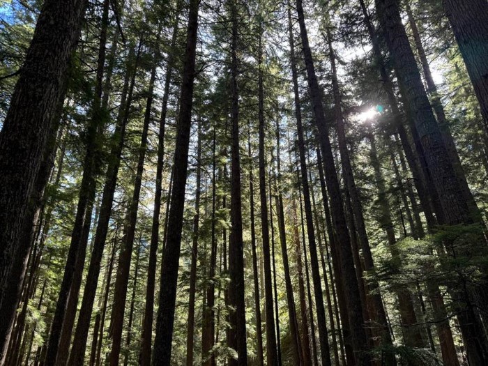 Chair - Spring2025 (1).jpg