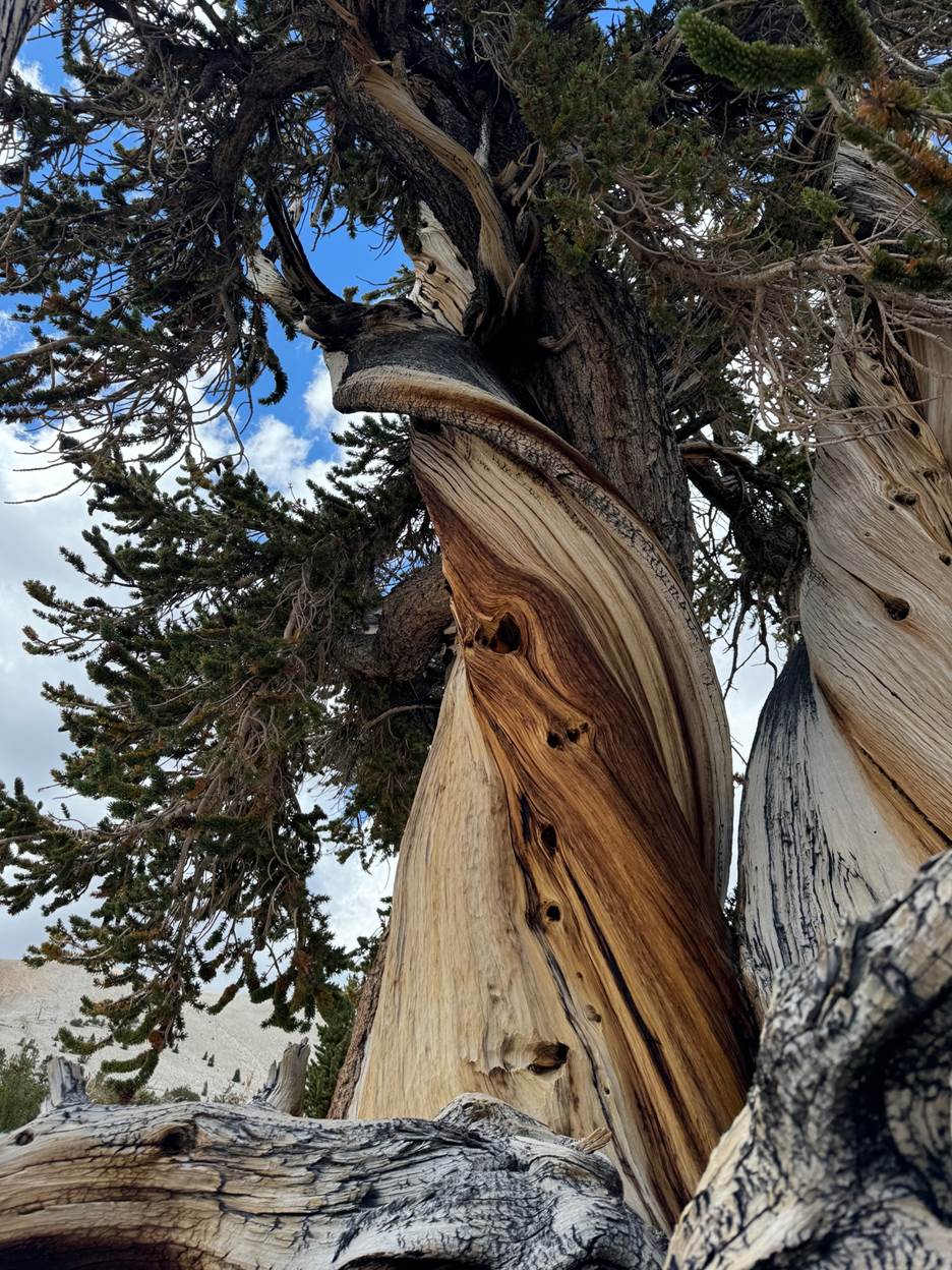 Chair - Spring2025 3.jpg